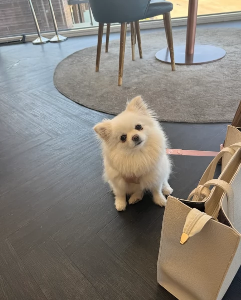 bellissimo cucciolo di Volpino Pomerania per Adozne | Foto 2