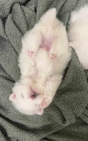 bellissimo cucciolo di Volpino Pomerania per Adozne | Foto 5