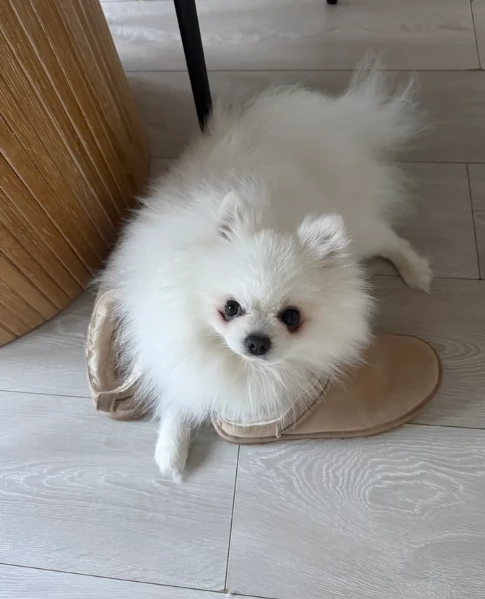 bellissimo cucciolo di Volpino Pomerania per Adozne | Foto 1