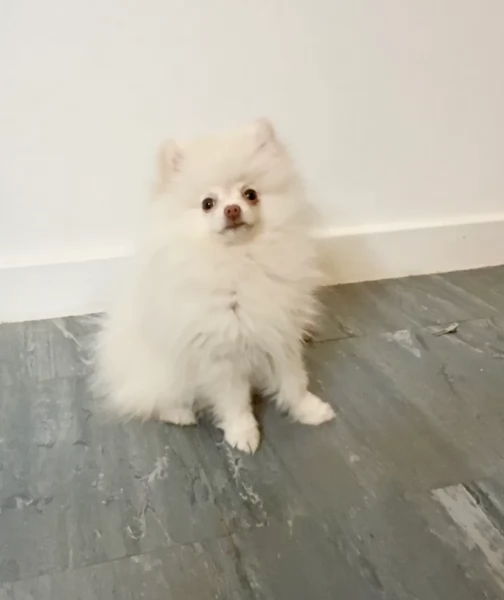 bellissimo cucciolo di Volpino Pomerania per Adozne