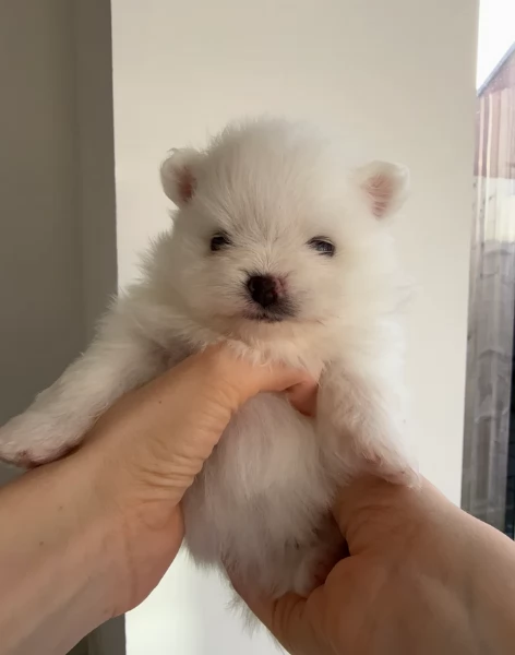 bellissimo cucciolo di Volpino Pomerania per Adozne | Foto 4