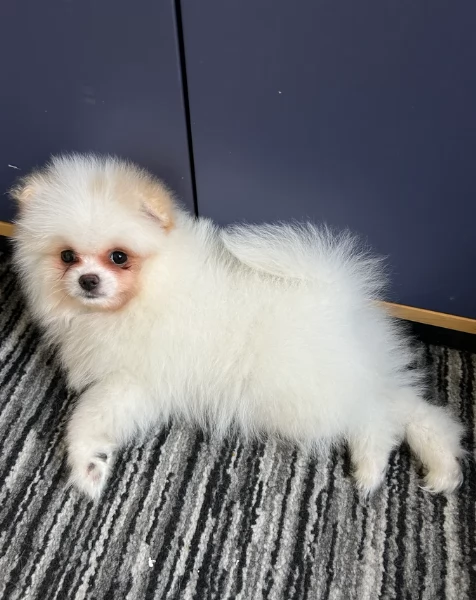 bellissimo cucciolo di Volpino Pomerania per Adozne | Foto 0