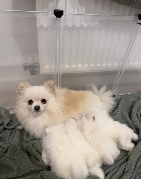 bellissimo cucciolo di Volpino Pomerania per Adozne | Foto 3