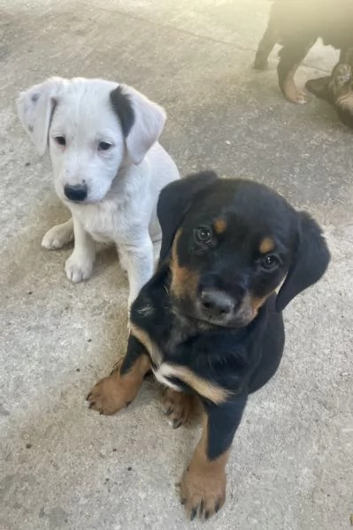 Cucciolo futuro taglia medio piccola