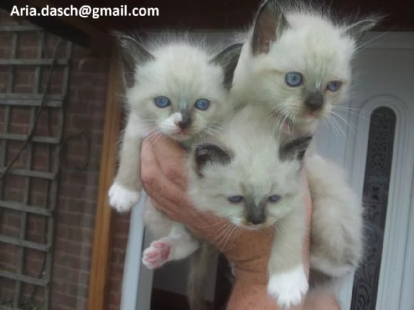 Dolcissimi Gattini Sacri di Birmania in Adozione!  Cerchiamo famiglie amorevoli per questi splendidi