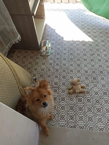 Vendo cucciola di volpino italiano di 5 mesi 