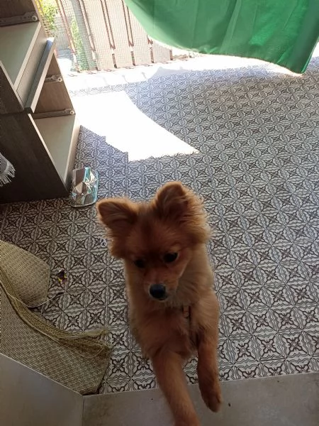 Vendo cucciola di volpino italiano di 5 mesi  | Foto 2