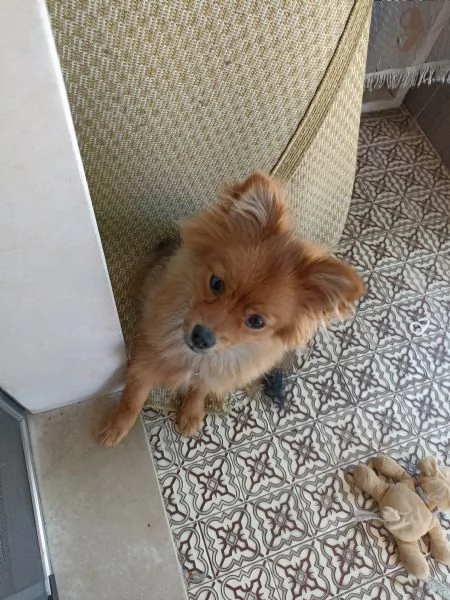 Vendo cucciola di volpino italiano di 5 mesi  | Foto 1
