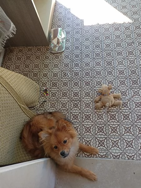 Vendo cucciola di volpino italiano di 5 mesi  | Foto 0