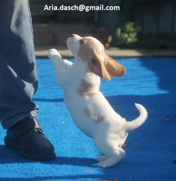 Regalo Cuccioli di Beagle Disponibili bellissimi cuccioli di Beagle taglia standard mantello tipico 