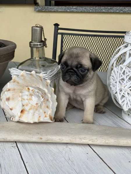 regalo teneri Cuccioli di Carlino Disponibili