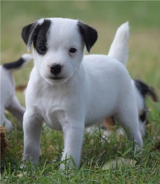 cucciolo di jack russel