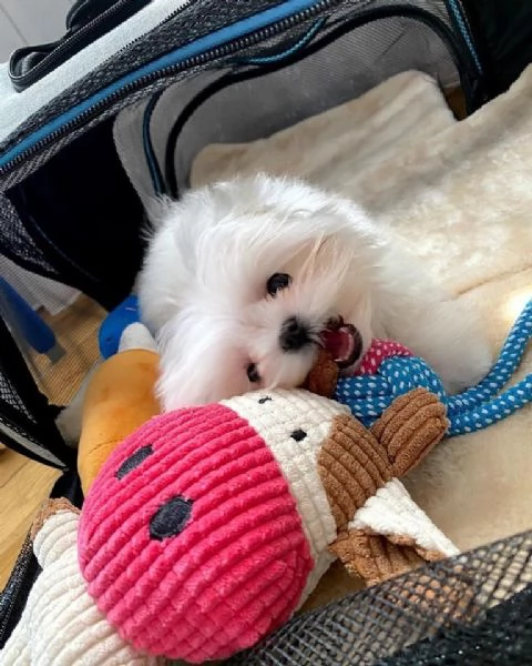 regalo : adorabili cuccioli di maltese toy