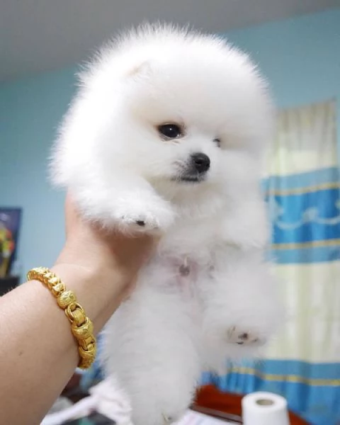 regalo Volpino Pomerania cuccioli