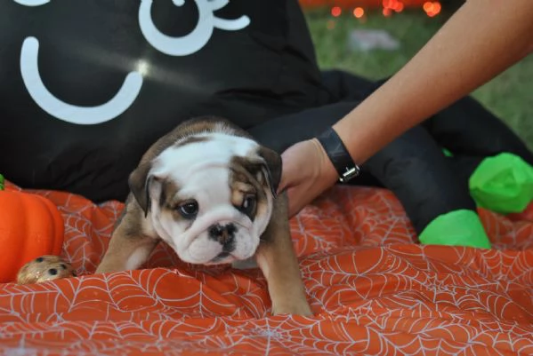 Regalo Disponibili cuccioli di Bouledogue Inglese.