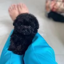 Regalo cuccioli di barboncino