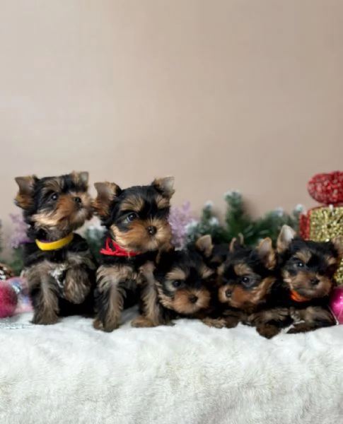 Regalo cucciolata di york shires toy 