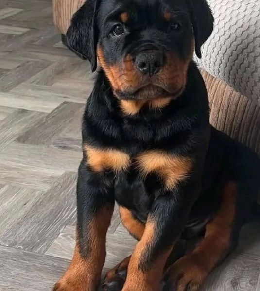 Regalo Rottweiler cuccioli