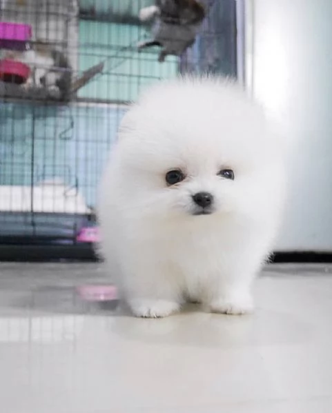 Cuccioli di Pomerania mini toy.