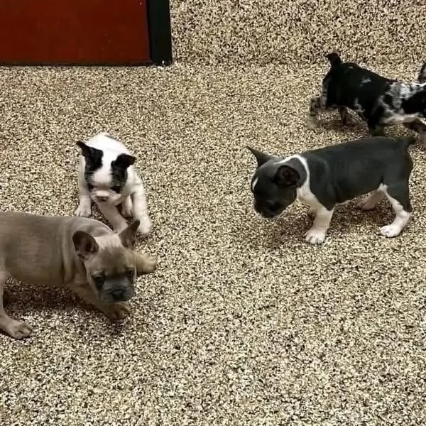 Regalo....cucciolata di bouledogue francese