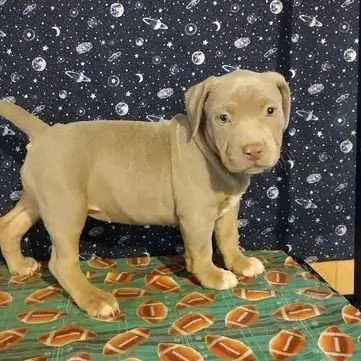 Regalo adorali cuccioli di americano pitbull femminucce e maschietti 