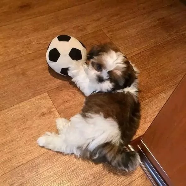 Vendita cuccioli Shih Tzu