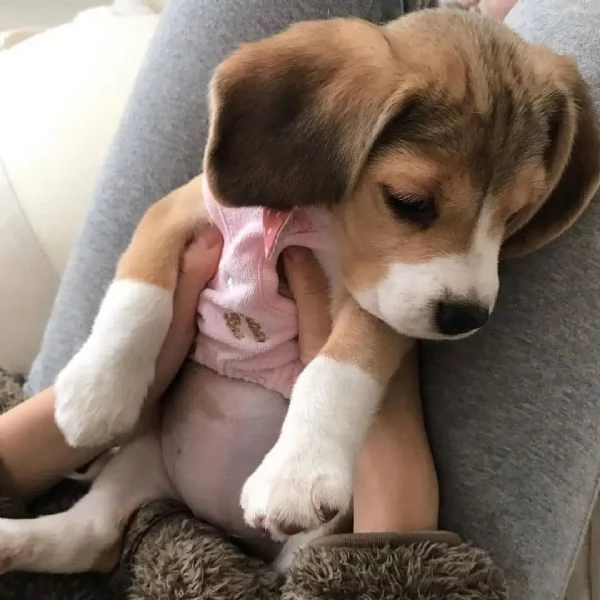 Cuccioli di Beagle in adozione