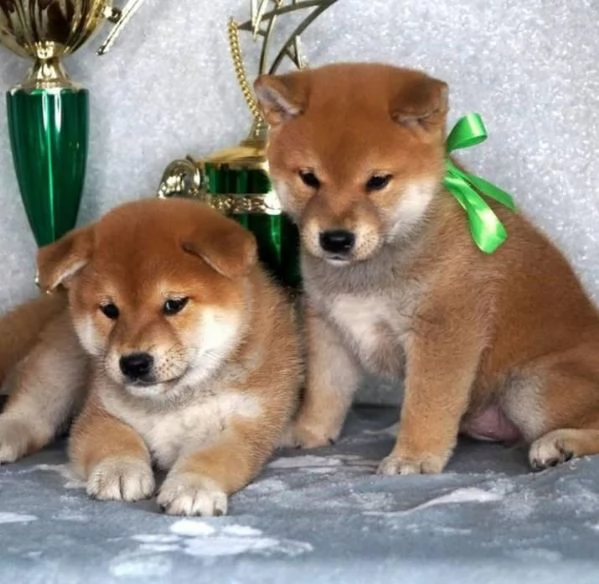 Vendo cuccioli di Shiba Inu