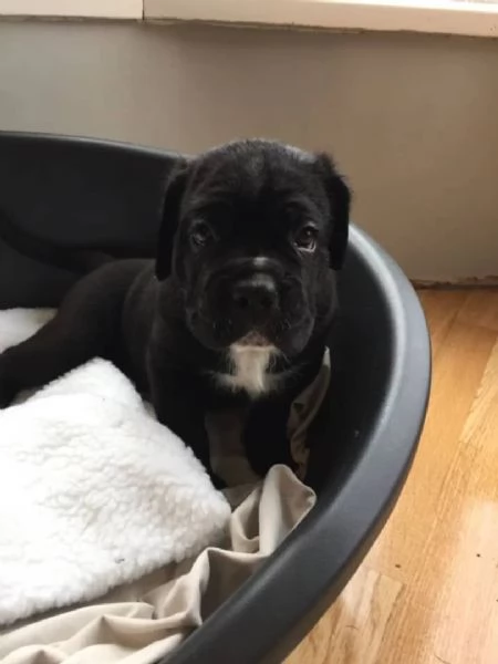 Vendo cuccioli di cane corso.