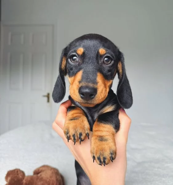 Simpatici cuccioli di bassotto in vendita