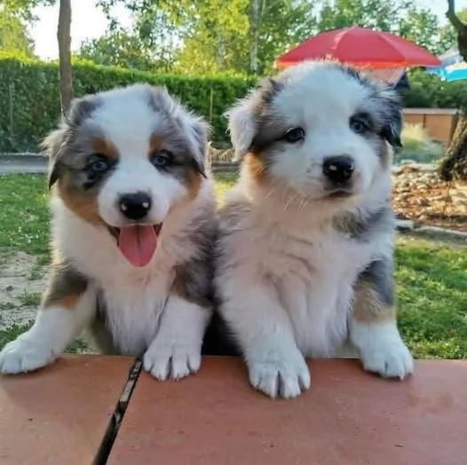 Vendita cuccioli di pastore australiano