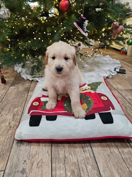 Vendita cuccioli di Golden Retriever