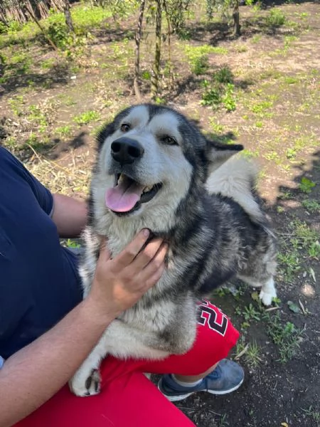 Alaskan malamute | Foto 2