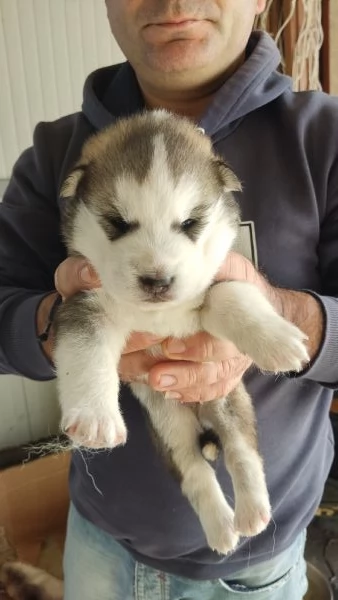 Cuccioli husky | Foto 3
