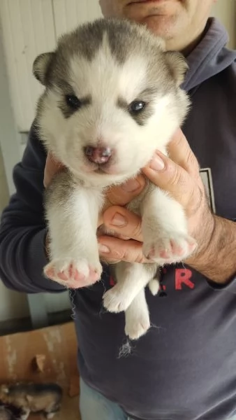 Cuccioli husky | Foto 1