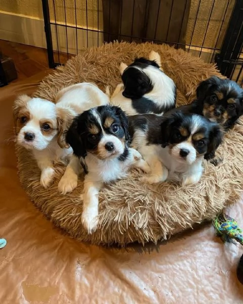 Cachorros Cavalier King Charles sanos para adopción | Foto 3