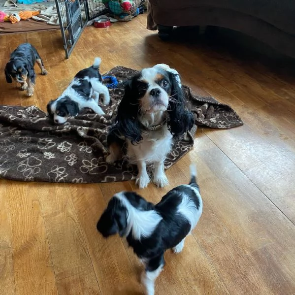 Cachorros Cavalier King Charles sanos para adopción | Foto 2
