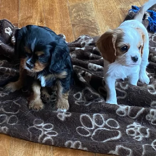 Cachorros Cavalier King Charles sanos para adopción | Foto 1