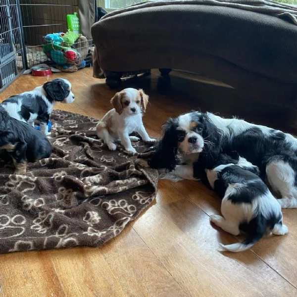 Cachorros Cavalier King Charles sanos para adopción | Foto 0