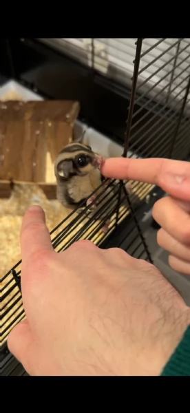 Vendo cucciolo di petauro dello zucchero