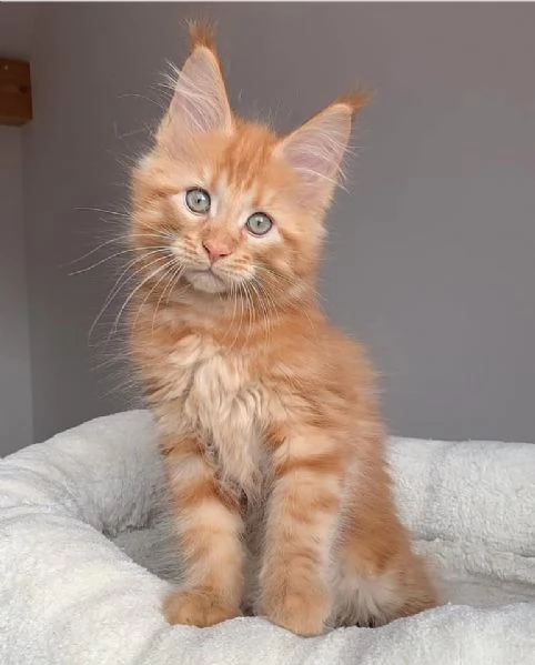 Maine Coon cuccioli pedigree