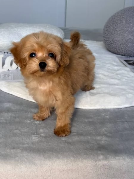 Maltipoo Puppies for Adoption