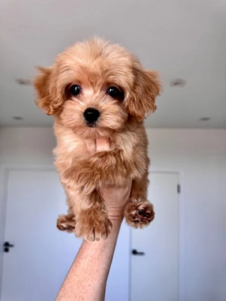 Maltipoo Puppies for Adoption | Foto 2