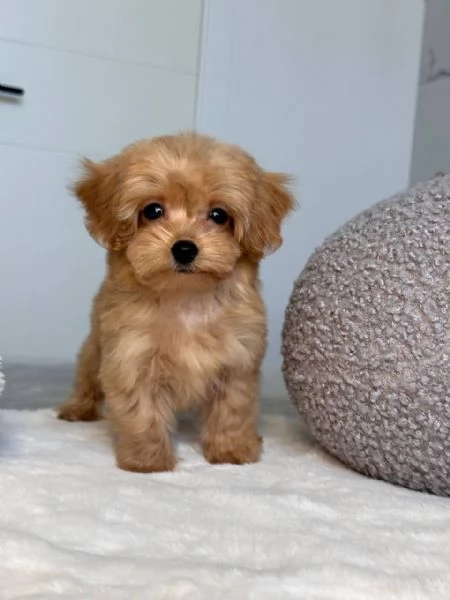Maltipoo Puppies for Adoption | Foto 1