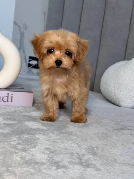 Maltipoo Puppies for Adoption | Foto 0