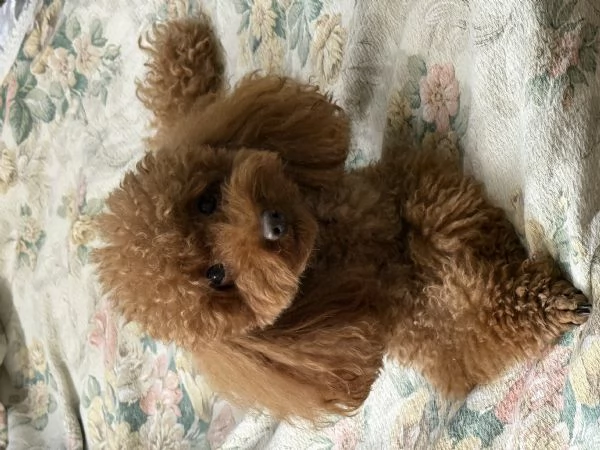 Chico Barboncino Toy in cerca di fidanzata 