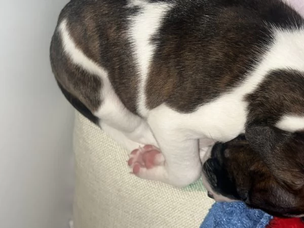 Dolcissima cucciola amstaff  | Foto 2