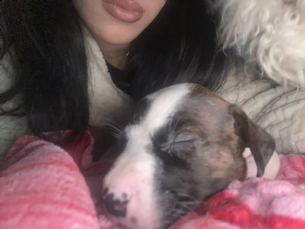 Dolcissima cucciola amstaff | Foto 1