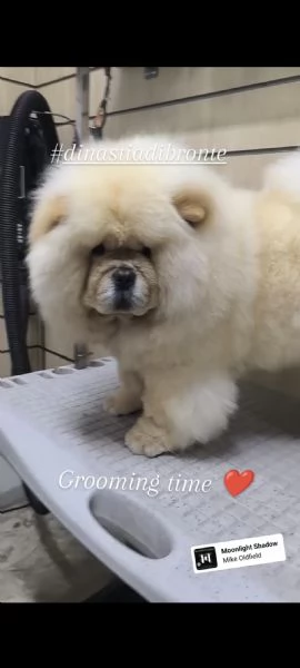 Chow Chow con pedigree  | Foto 3