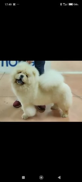Chow Chow con pedigree  | Foto 1